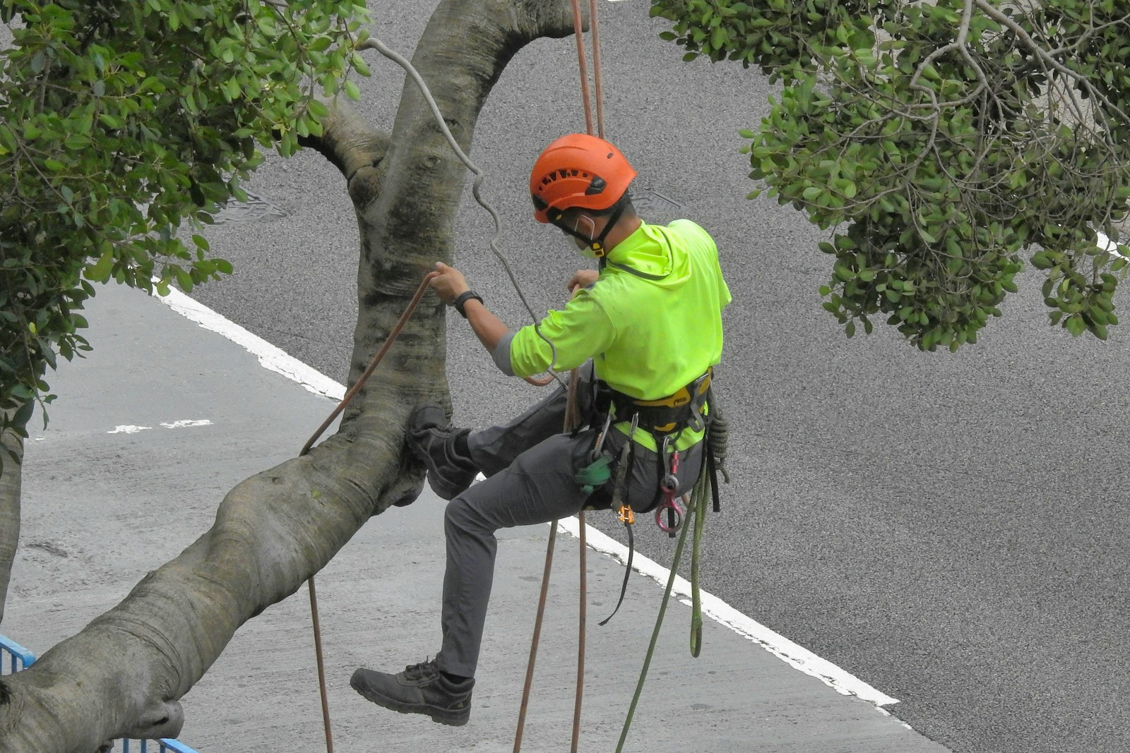 Green Bay's Best Tree Service — professional tree care in Green Bay