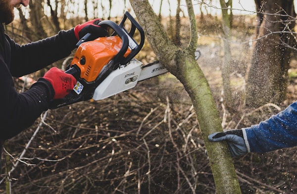 Professional tree removal in Green Bay