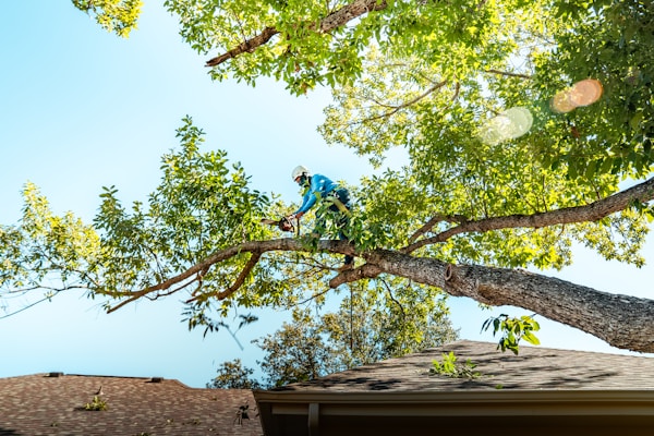 Tree trimming and pruning in Green Bay